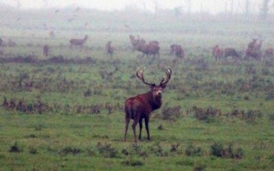 Excursie Oostvaardersplassen